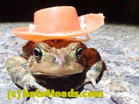 /home//u458753944/public_html/sourcegallery////////Roxborough Toad Detour/2022/2022-04-14 and 04-13/P4141018.JPG